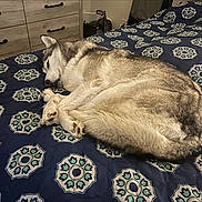 Athena is registered to the contest to win money with this photo: animal, bed, bedspread, blue, calm, cozy, curled_up, dog, domestic, drawer, fur, furniture, home, husky, indoor, pattern, pet, quiet, resting, sleeping