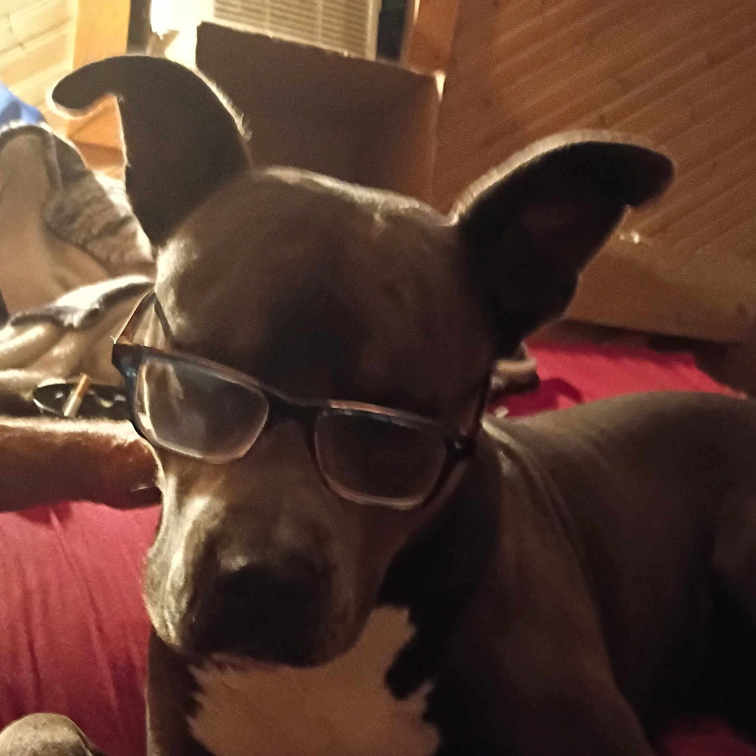 Blue joined the competition — help win amazing prizes! animal, brown_dog, canine, casual, companion, couch, dog, ear, furniture, glasses, home, indoor, person_arm, pet, red_bedspread, relaxed, resting, snout, white_chest, wooden_wall