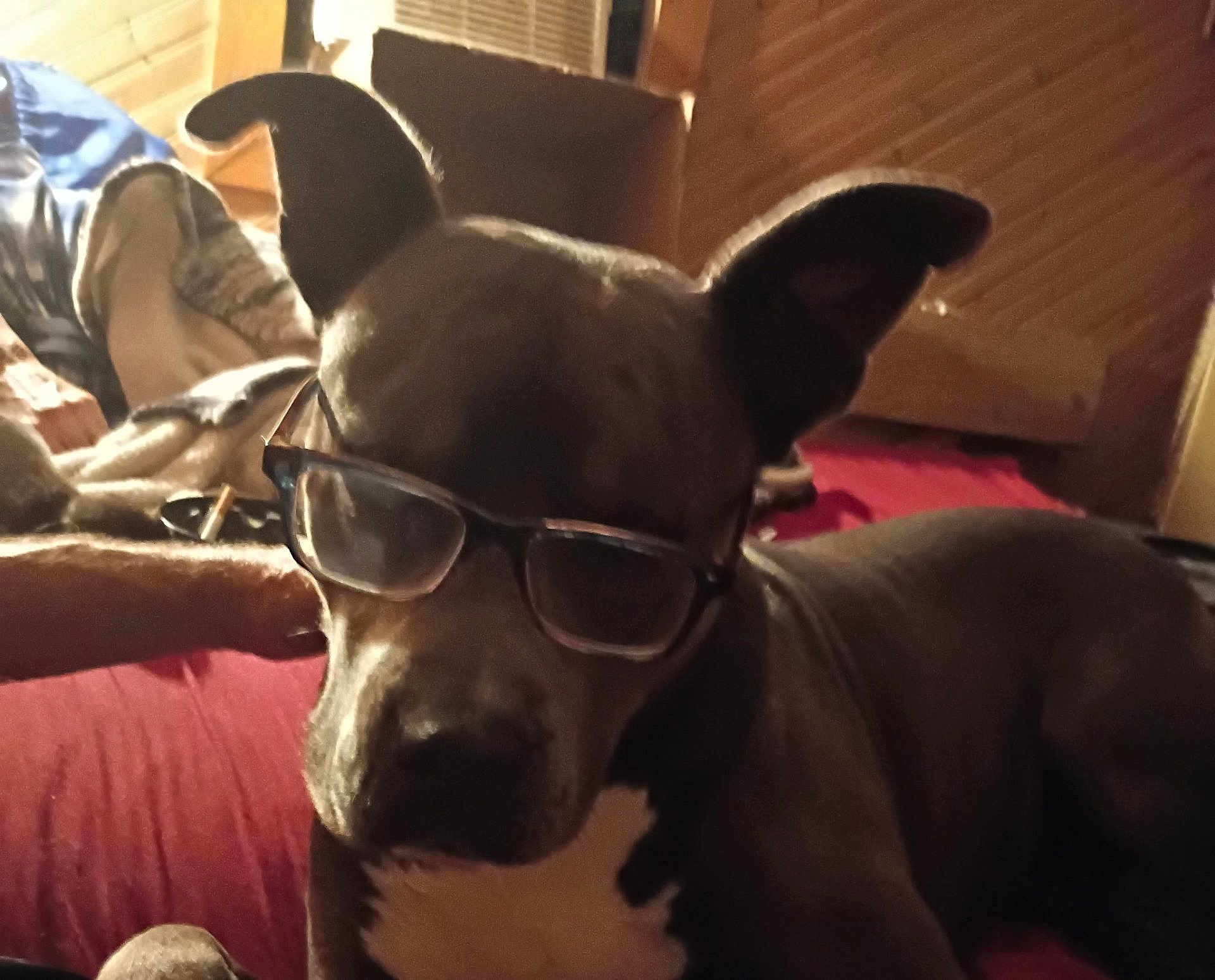 Blue joined the competition — help win amazing prizes! dog, glasses, indoor, red_bedspread, wooden_wall, pet, canine, relaxed, brown_dog, white_chest, ear, snout, furniture, couch, person_arm, casual, home, resting, animal, companion