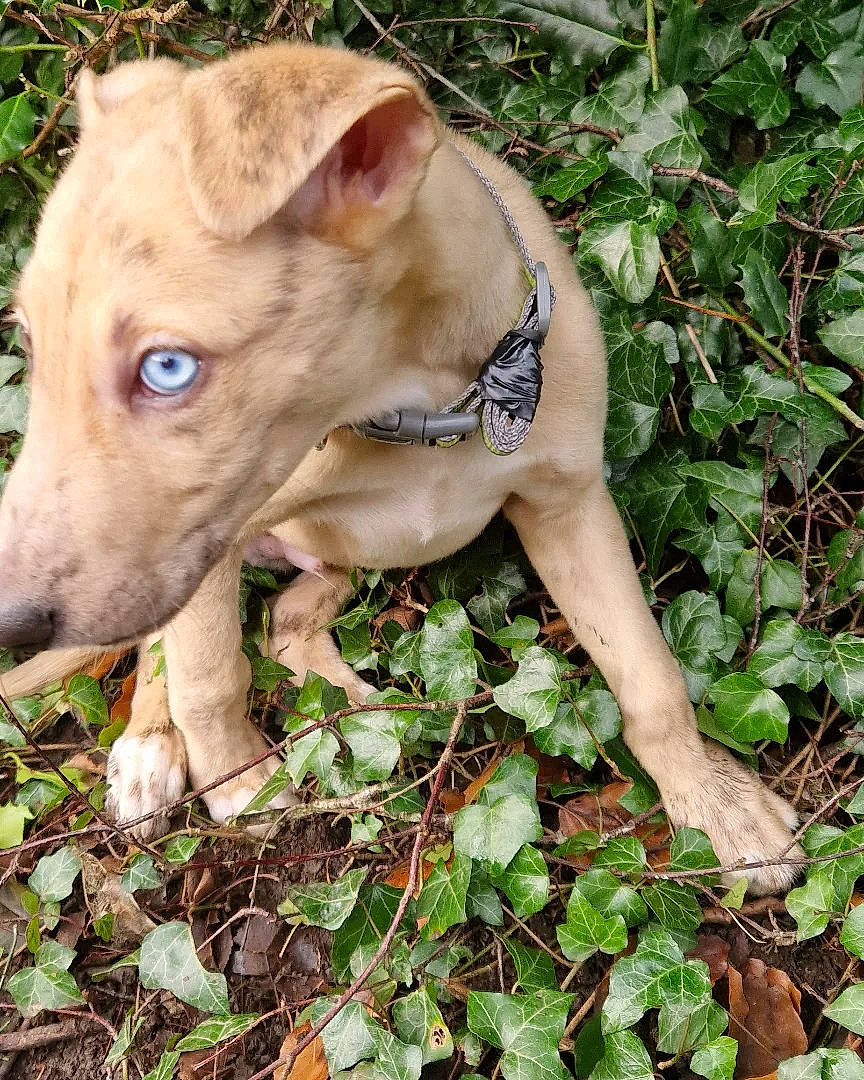 Bowie joined the competition — help win amazing prizes! canidae, carnivore, collar, companion_dog, dog, dog_breed, dog_collar, ear, fawn, grass, groundcover, non_sporting_group, plant, snout, sporting_group, tail, terrestrial_animal, terrestrial_plant, whiskers, working_animal