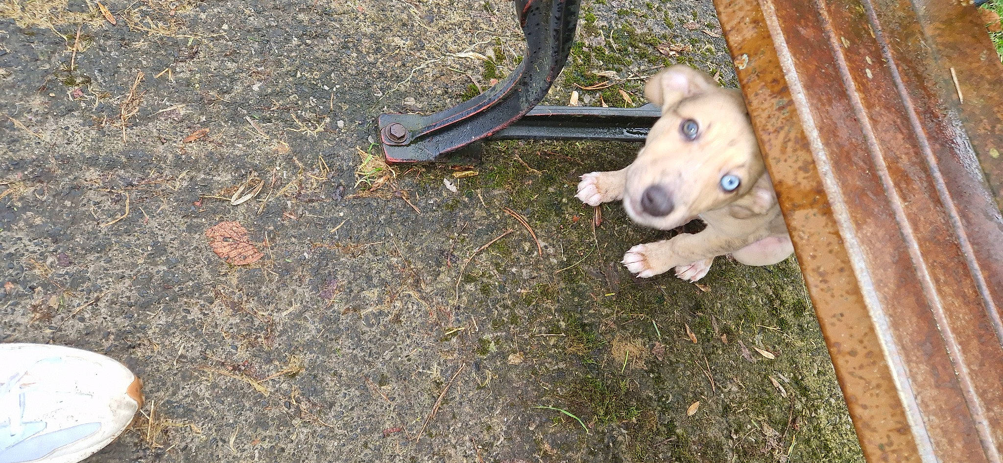 Bowie joined the competition — help win amazing prizes! asphalt, carnivore, companion_dog, dog, dog_breed, fawn, foot, grass, guard_dog, non_sporting_group, puppy, road_surface, shadow, soil, sporting_group, tail, terrestrial_animal, toy_dog, wood, working_animal