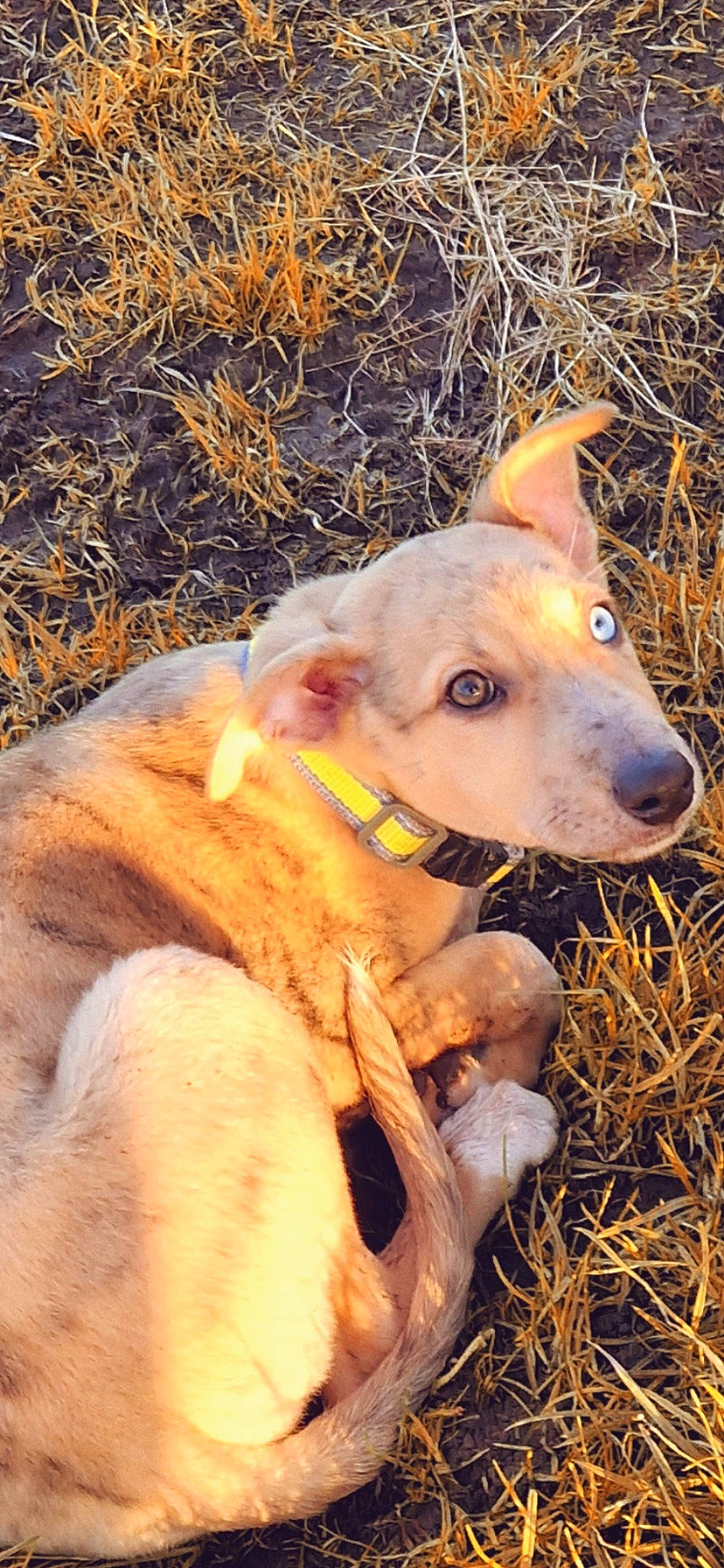 Bowie joined the competition — help win amazing prizes! ancient_dog_breeds, canidae, carnivore, companion_dog, dog, dog_breed, fawn, fur, grass, herding_dog, snout, sporting_group, street_dog, terrestrial_animal, whiskers, wildlife, working_animal, working_dog, working_terrier