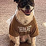 dog, pet, smiling, shirt, brown_shirt, text_on_shirt, chain_collar, carpet, indoor, cute, sitting, happy, fur, small_dog, animal, tongue_out, front_paws, eyes, mouth, nose