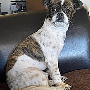 Dolla Bill Glover joined the competition — help win amazing prizes! dog, pet, spotted, striped, sitting, couch, leather, indoor, animal, fur, tail, ears, face, cute, companion, looking, domestic, whiskers, expression, small_dog