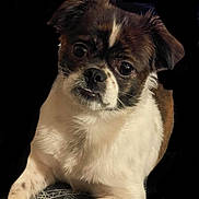 Dolla Bill Glover joined the competition — help win amazing prizes! adorable, animal, black_background, brown_fur, close_up, companion, cute, dog, domestic_animal, face, fluffy, fur, indoor, looking_at_camera, lying_down, paw, pet, portrait, small_dog, white_fur