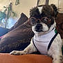 dog, glasses, pet_clothing, white_vest, indoor, couch, pillow, brown_fur, black_fur, white_fur, small_dog, whiskers, nose, ears, furniture, home_decor, plant, window_light, portrait, cute