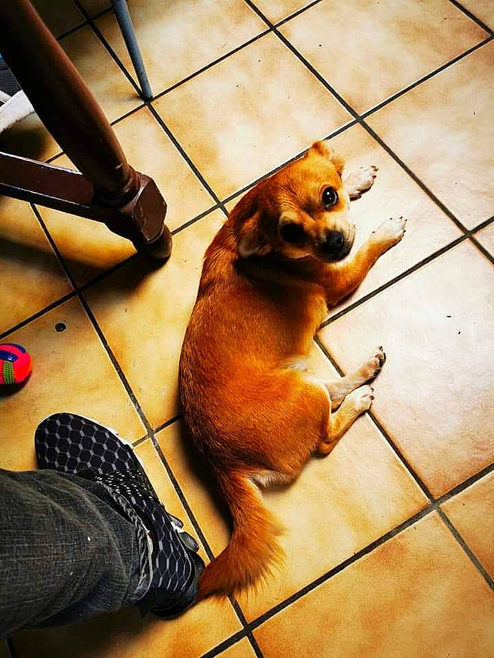 Stella participe au concours pour gagner de l'argent avec cette photo : canidae, carnivore, companion_dog, dog, dog_breed, fawn, puppy, snout, sporting_group