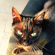Fury a rejoint le concours — aidez-le/la à gagner de superbes lots ! cat, black_cat, green_eyes, close_up, whiskers, sunlight, indoor, pet, feline, resting, fur, portrait, animal, domestic, cute, looking, face, ears, blurred_background, soft_light
