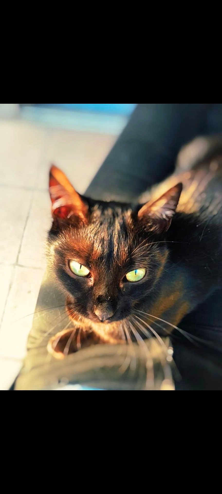 Fury