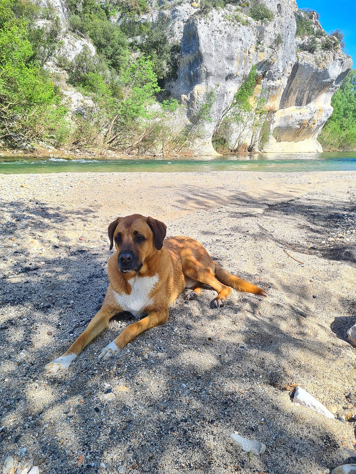 Pako participe au concours pour gagner de l'argent avec cette photo : beach, bedrock, carnivore, collar, companion_dog, dog, dog_breed, fawn, klippe, landscape, mountain, outcrop, plant, rock, sky, sporting_group, tail, tree, wood, working_dog