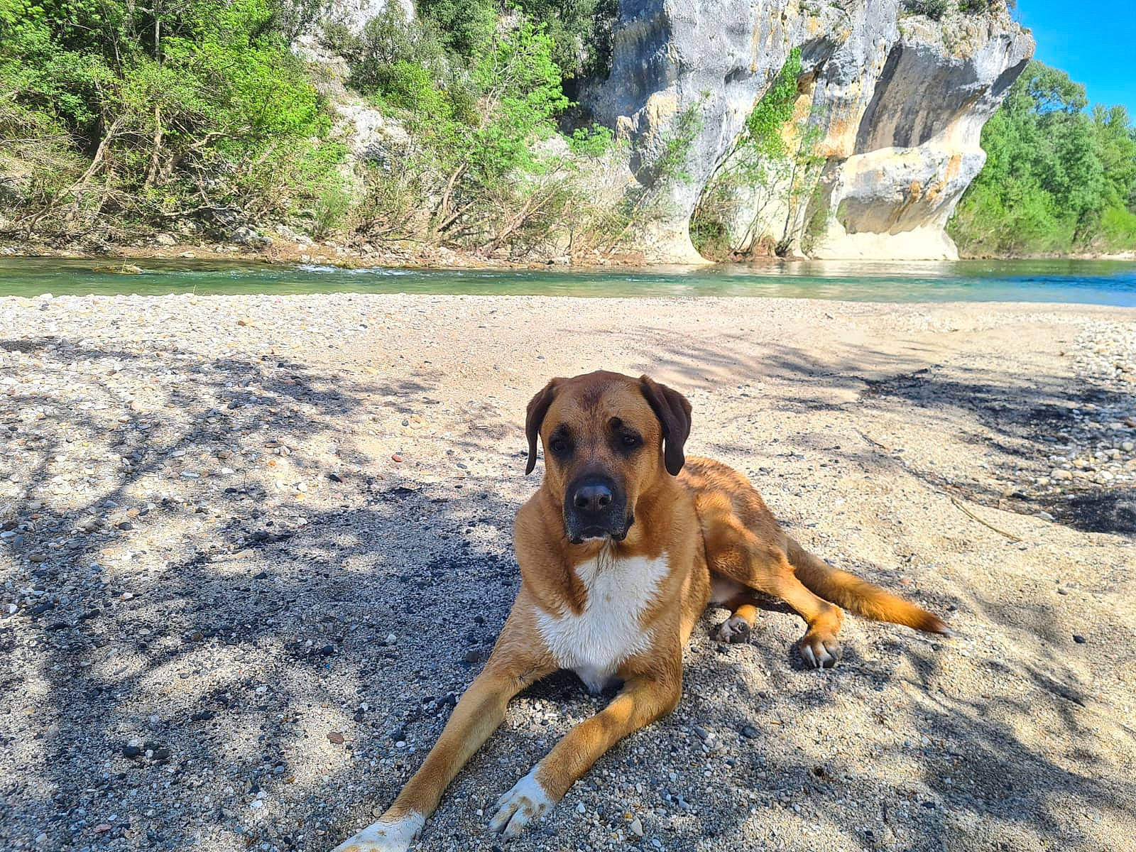 Pako a rejoint le concours — aidez-le/la à gagner de superbes lots ! beach, bedrock, canidae, carnivore, companion_dog, dog, dog_breed, fawn, guard_dog, landscape, plant, rock, sky, soil, sporting_group, street_dog, tree, water, working_animal, working_dog
