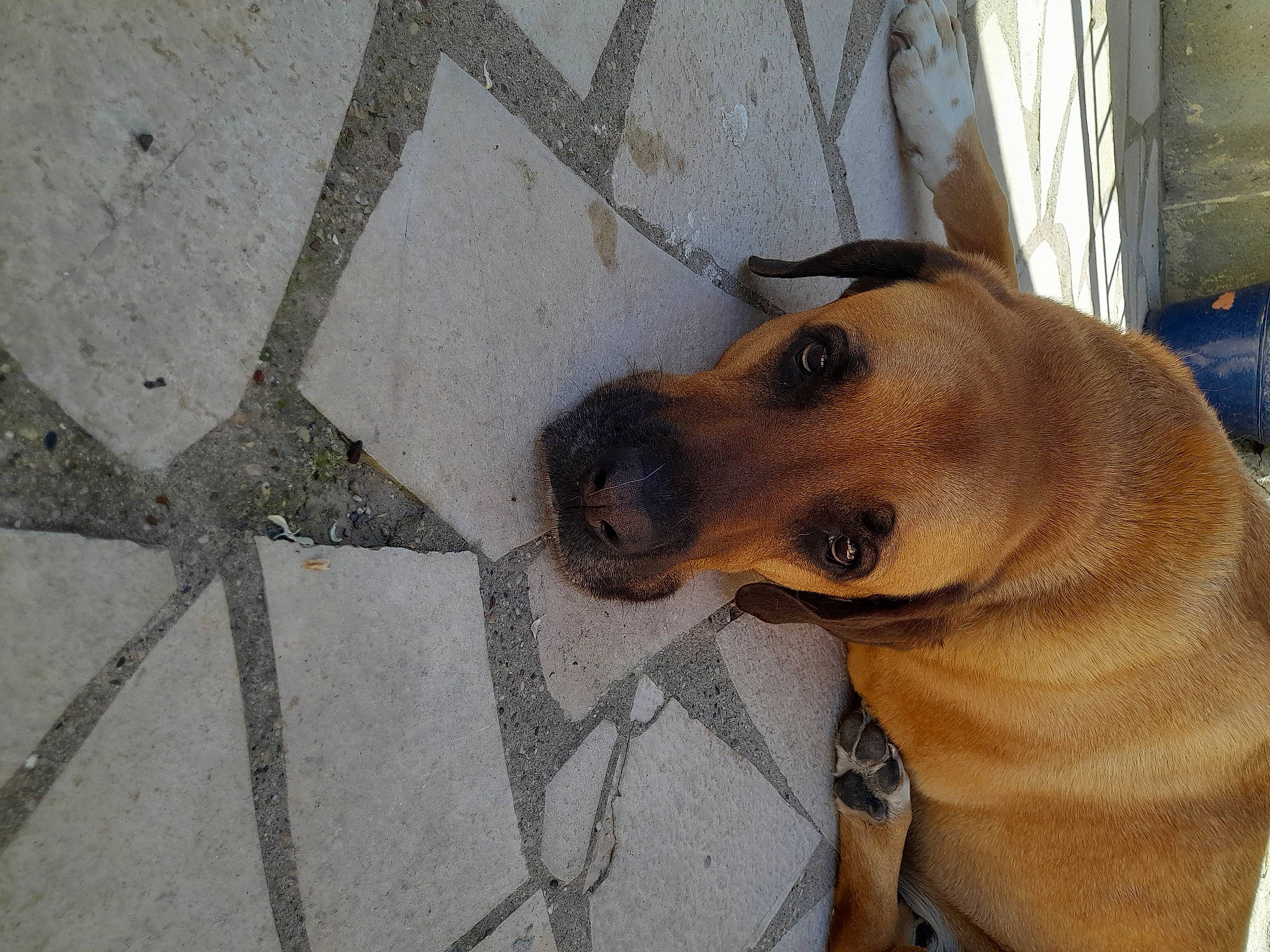 Pako a rejoint le concours — aidez-le/la à gagner de superbes lots ! asphalt, canidae, carnivore, collar, companion_dog, concrete, dog, dog_breed, dog_collar, fawn, flooring, guard_dog, non_sporting_group, pet_supply, road_surface, sidewalk, street_dog, whiskers, working_animal, working_dog