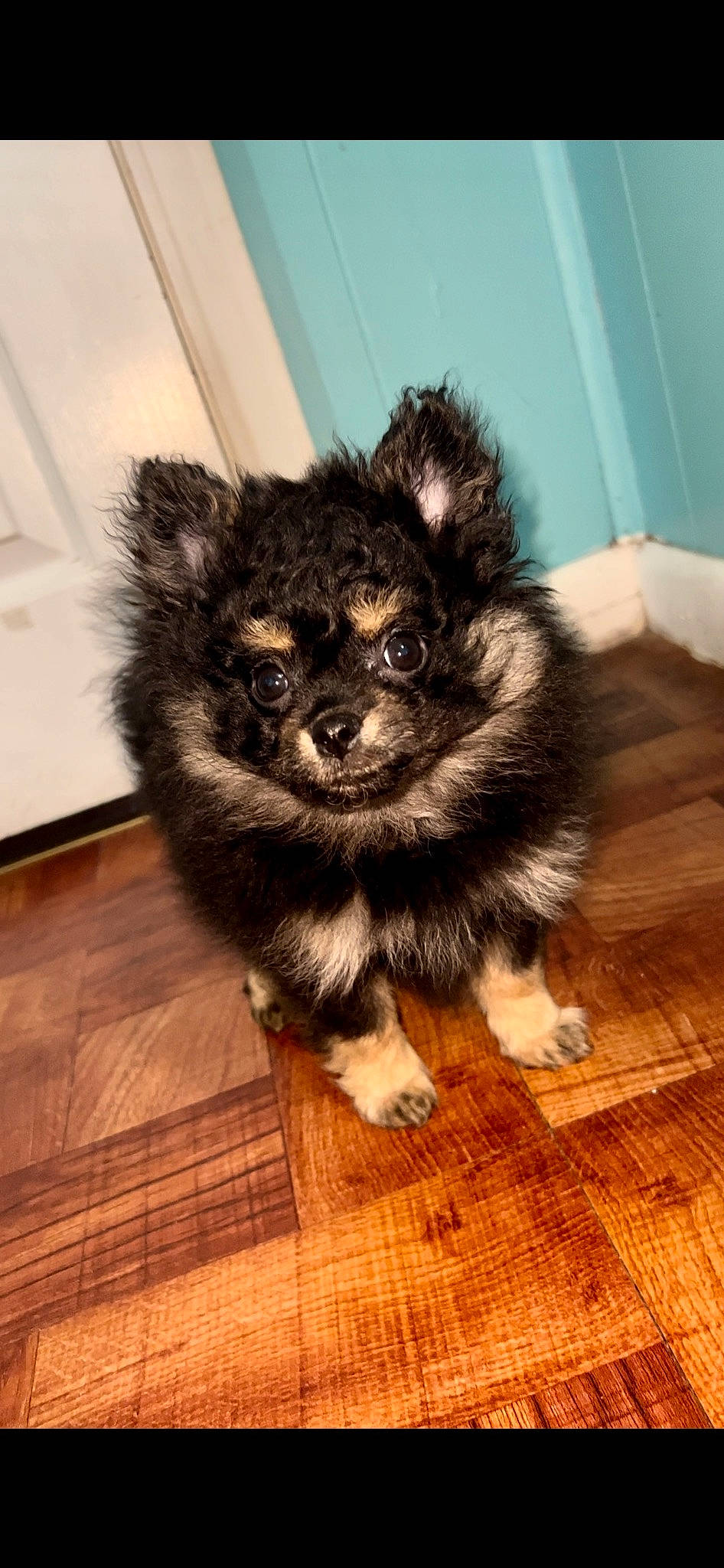 Myla joined the competition — help win amazing prizes! ancient_dog_breeds, canidae, carnivore, companion_dog, dog, dog_breed, flooring, fur, hardwood, paw, puppy, snout, sporting_group, tail, terrestrial_animal, toy_dog, whiskers, wood, working_animal, working_dog