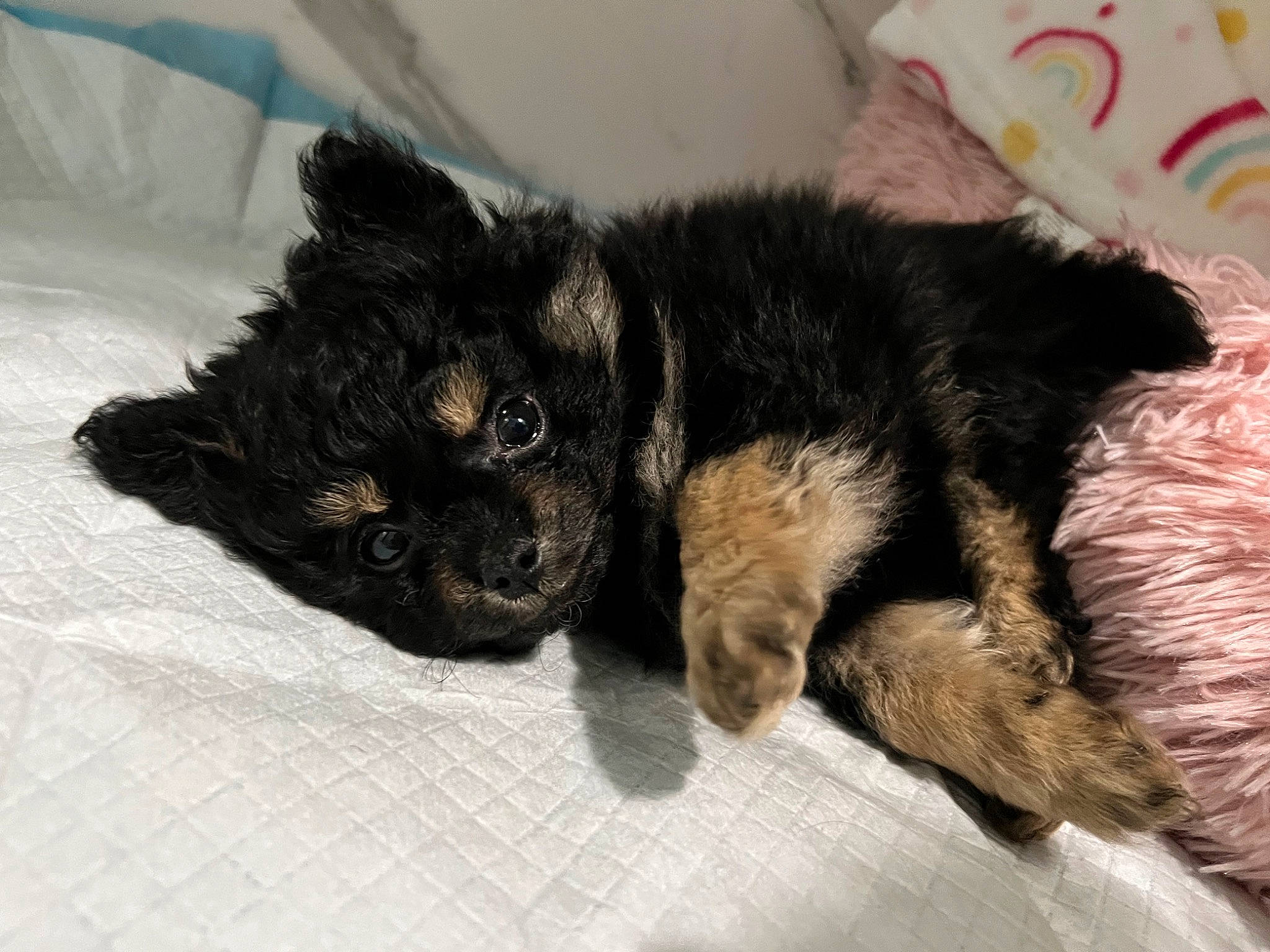 Myla is registered to the contest to win money with this photo: canidae, carnivore, cat, claw, comfort, companion_dog, dog_breed, domestic_short_haired_cat, felidae, fur, mammal, nap, paw, sleep, small_to_medium_sized_cats, snout, sporting_group, tail, terrestrial_animal, whiskers