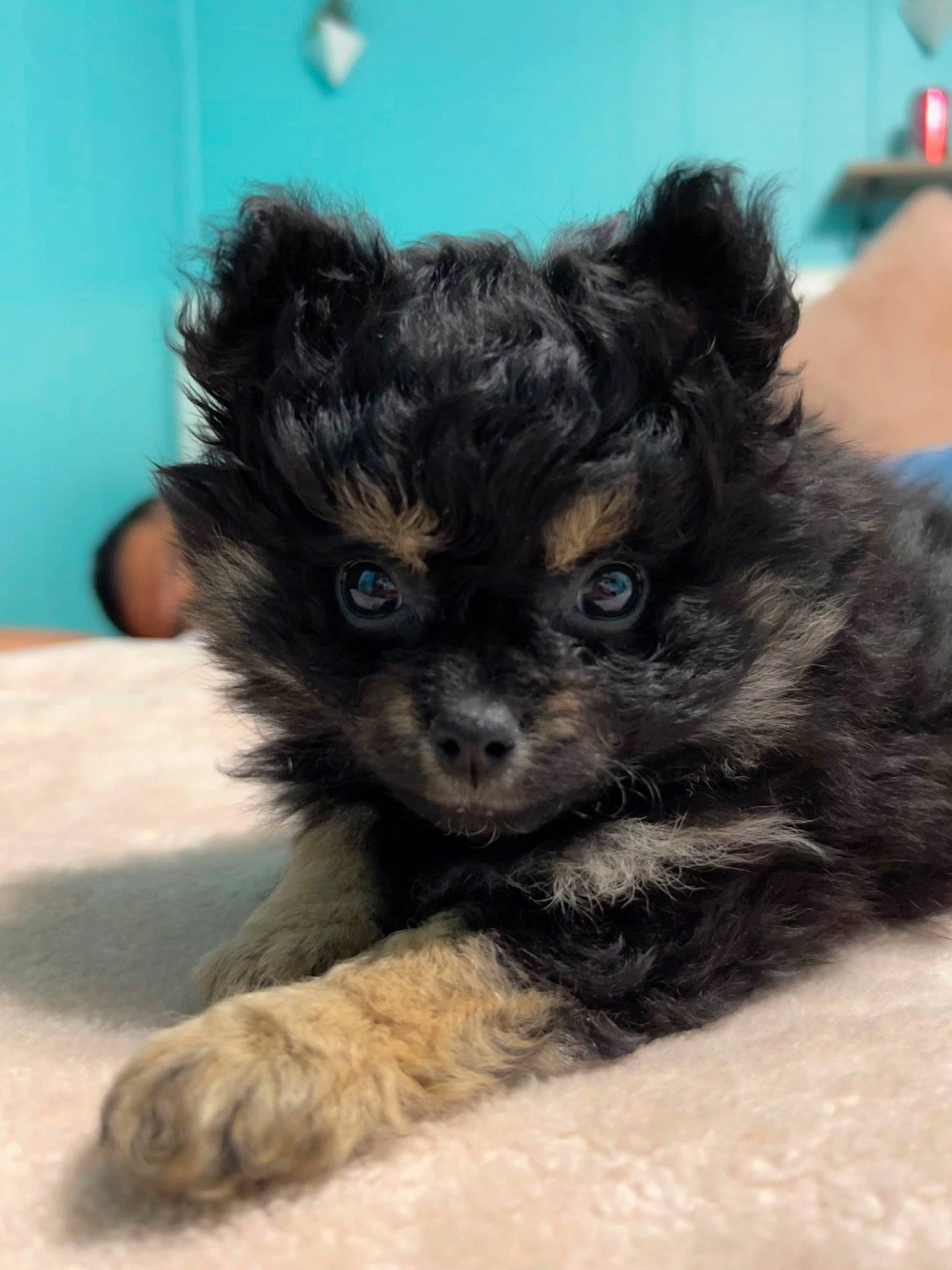 Myla is registered to the contest to win money with this photo: canidae, carnivore, companion_dog, dog, dog_breed, dog_supply, fawn, fur, liver, maltepoo, paw, small_terrier, snout, sporting_group, terrestrial_animal, terrier, toy_dog, whiskers, working_animal, yorkipoo