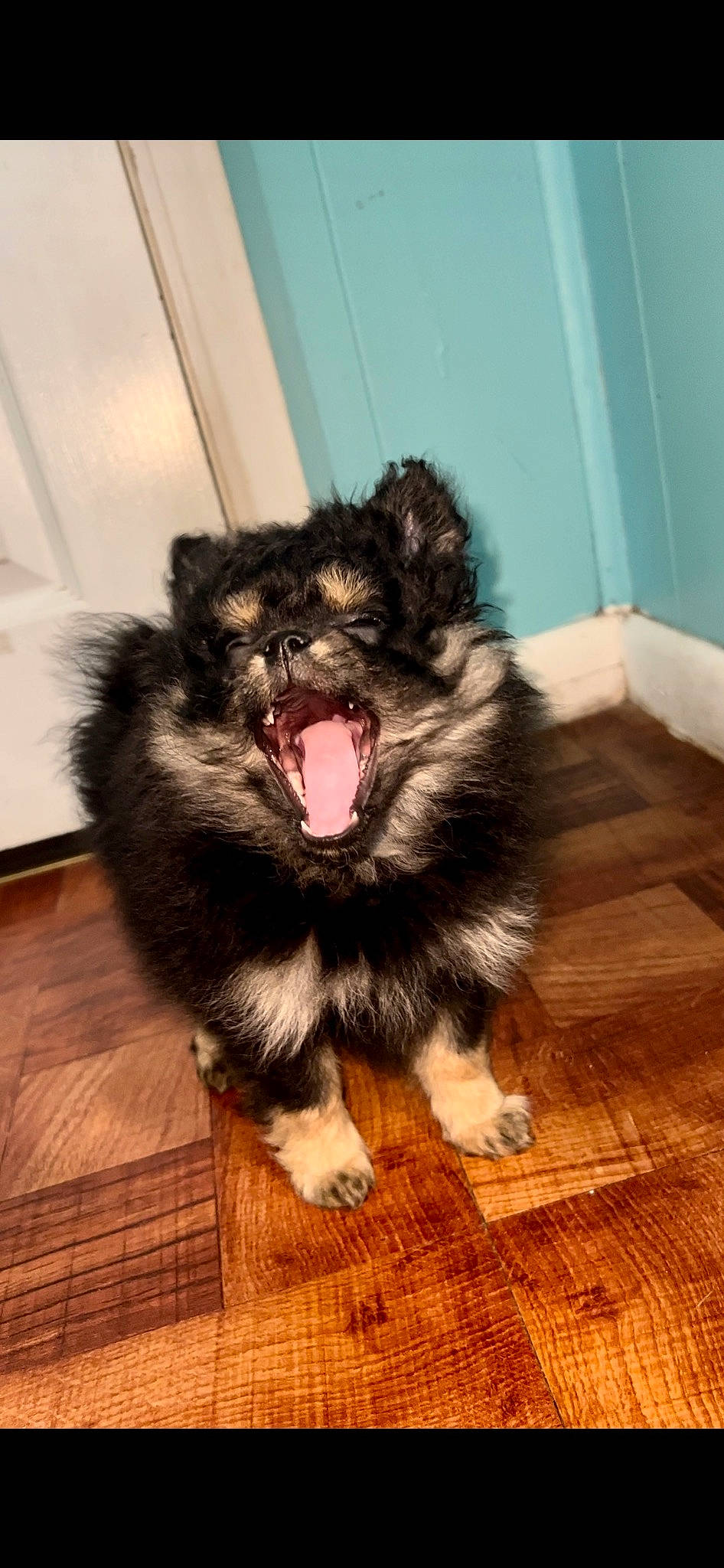 Myla joined the competition — help win amazing prizes! canidae, carnivore, companion_dog, dog, dog_breed, fawn, flooring, foot, fur, hardwood, laminate_flooring, liver, snout, sporting_group, tail, toy_dog, whiskers, wood, wood_flooring, working_animal