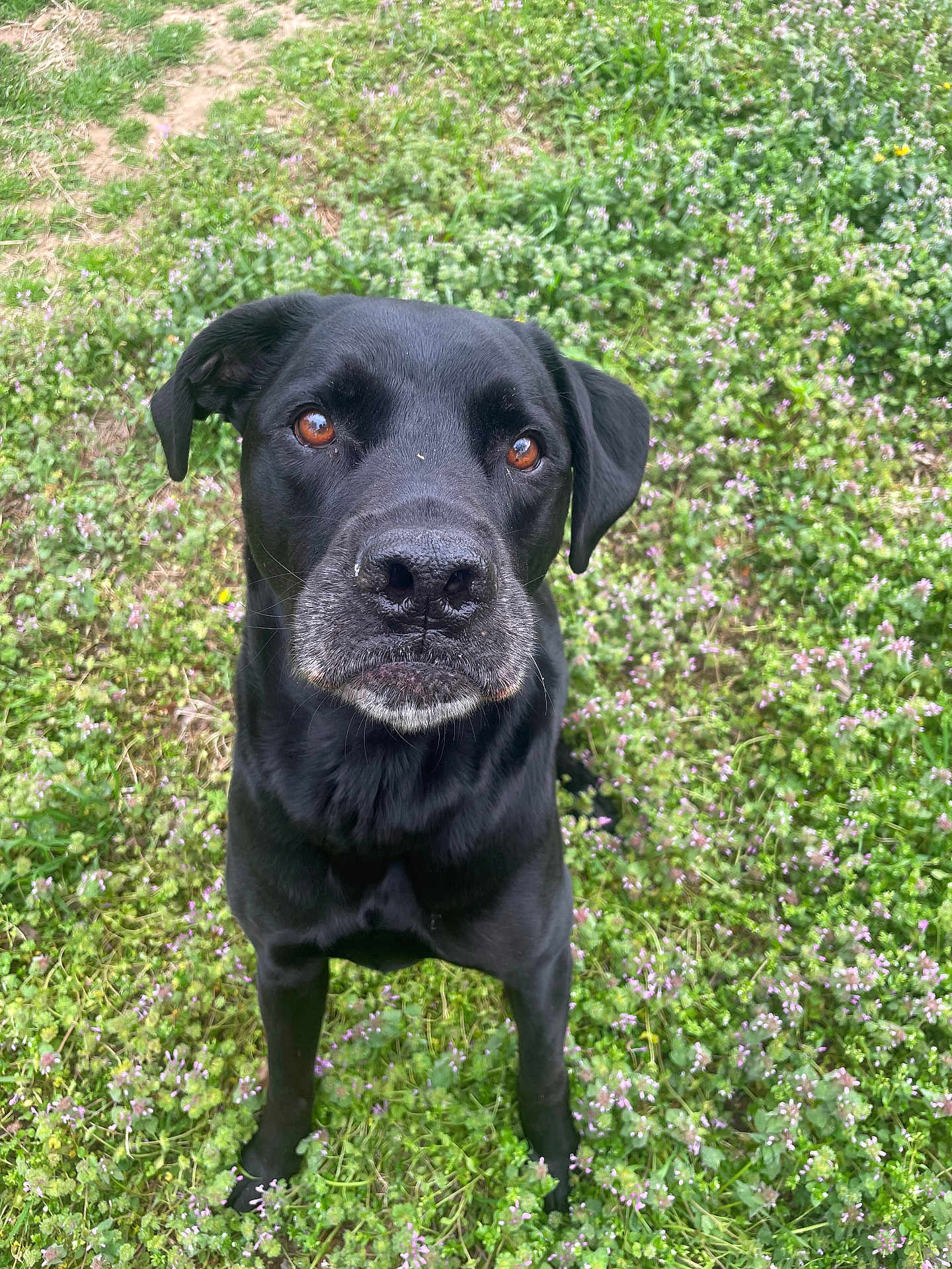 Max joined the competition — help win amazing prizes! dog, black_dog, pet, grass, flowers, outdoor, portrait, closeup, brown_eyes, nose, whiskers, fur, sitting, front_legs, nature, greenery, meadow, curious, loyal, cute