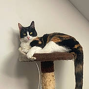 Yumi participe au concours pour gagner de l'argent avec cette photo : cat, calico, pet, animal, scratching_post, fur, tail, indoor, resting, looking_at_camera, white_wall, paw, whiskers, ears, feline, cute, domestic, relaxed, claws, houseplant