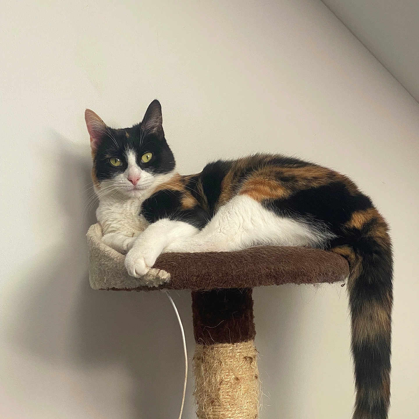 Yumi participe au concours pour gagner de l'argent avec cette photo : animal, calico, cat, claws, cute, domestic, ears, feline, fur, houseplant, indoor, looking_at_camera, paw, pet, relaxed, resting, scratching_post, tail, whiskers, white_wall