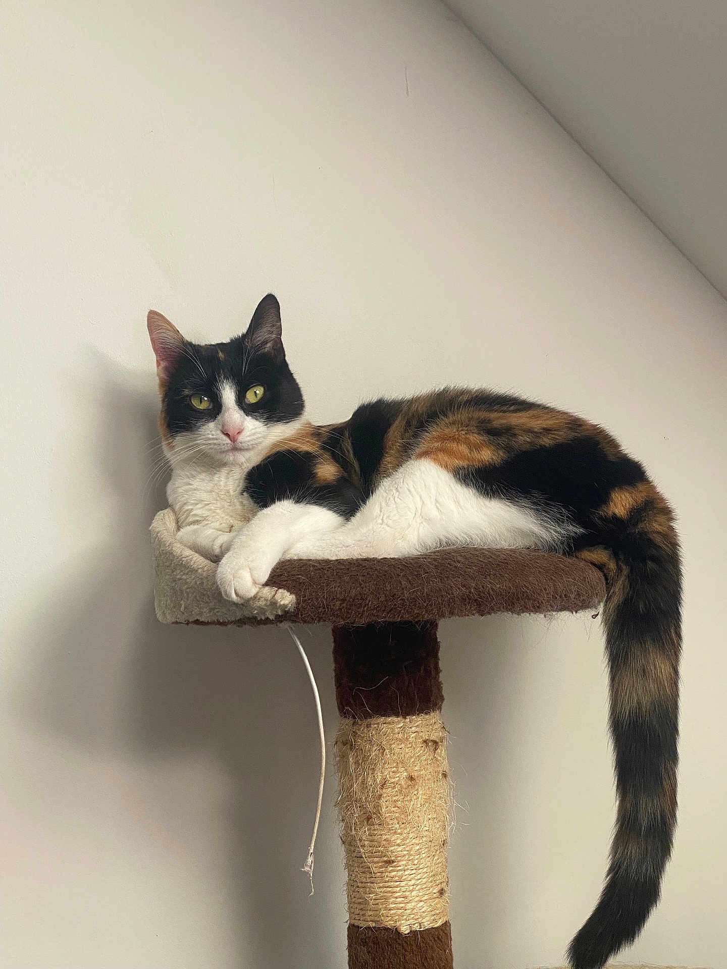 Yumi participe au concours pour gagner de l'argent avec cette photo : cat, calico, pet, animal, scratching_post, fur, tail, indoor, resting, looking_at_camera, white_wall, paw, whiskers, ears, feline, cute, domestic, relaxed, claws, houseplant