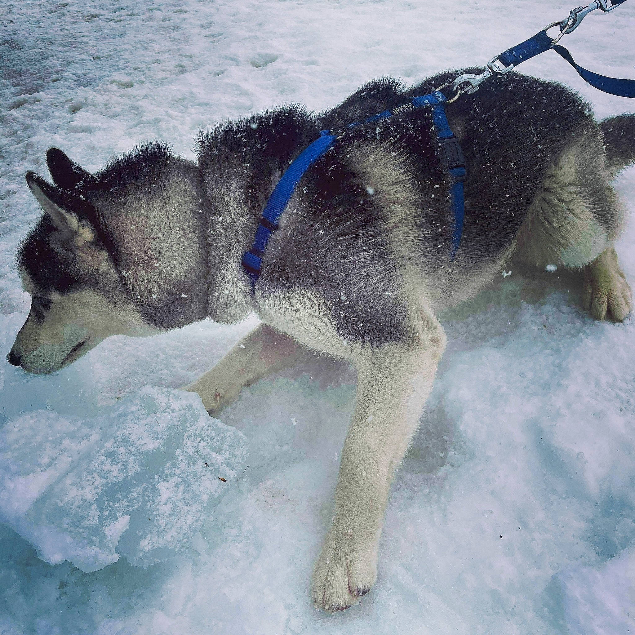 Pégase participe au concours pour gagner de l'argent avec cette photo : ancient_dog_breeds, canidae, canis, carnivore, dog, dog_breed, freezing, glacial_landform, pet_supply, recreation, siberian_husky, sled_dog, snout, snow, sporting_group, tail, water, winter, working_dog