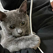 Pennyante is registered to the contest to win money with this photo: animal, black_clothing, cat, charging_cable, close_up, cuddling, ears, eyes, face, feline, fur, gray_cat, indoors, lap, lying_down, pet, photography, portrait, resting, whiskers