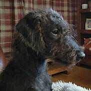 Martha joined the competition — help win amazing prizes! dog, black_dog, curly_fur, pet, side_profile, indoors, living_room, plaid_curtain, plush_toy, furniture, cozy, brown_couch, shelf, decor, wooden_floor, portrait, animal, companion, soft_light, home