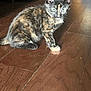 Ponyo joined the competition — help win amazing prizes! kitten, cat, tortoiseshell, pet, animal, indoor, wooden_floor, fur, small, young, curious, alert, whiskers, ears, tail, domestic_animal, feline, cute, standing, floor