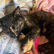 Ponyo joined the competition — help win amazing prizes! cat, kitten, sleeping, tortoiseshell, fur, paw, blanket, soft, cozy, resting, cute, animal, pet, indoor, closeup, fur_pattern, relaxing, whiskers, nap, domestic_cat