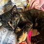 cat, kitten, sleeping, tortoiseshell, fur, paw, blanket, soft, cozy, resting, cute, animal, pet, indoor, closeup, fur_pattern, relaxing, whiskers, nap, domestic_cat