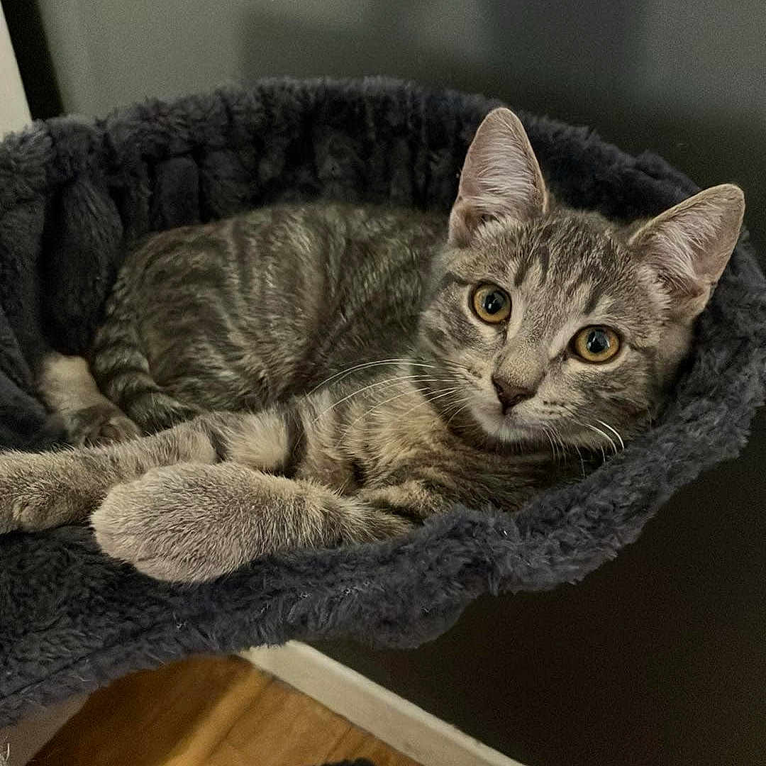 Nugget a rejoint le concours — aidez-le/la à gagner de superbes lots ! animal, bed, cat, comfort, cozy, curious, cute, domestic, ears, feline, fur, home, indoor, looking, pet, relaxed, resting, tabby, whiskers, wooden_floor