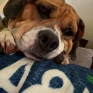 Rummy is registered to the contest to win money with this photo: dog, close_up, resting, sleepy, blanket, brown, white, black, paw, indoor, cute, pet, fur, snout, ears, napping, cozy, relaxed, animal, portrait