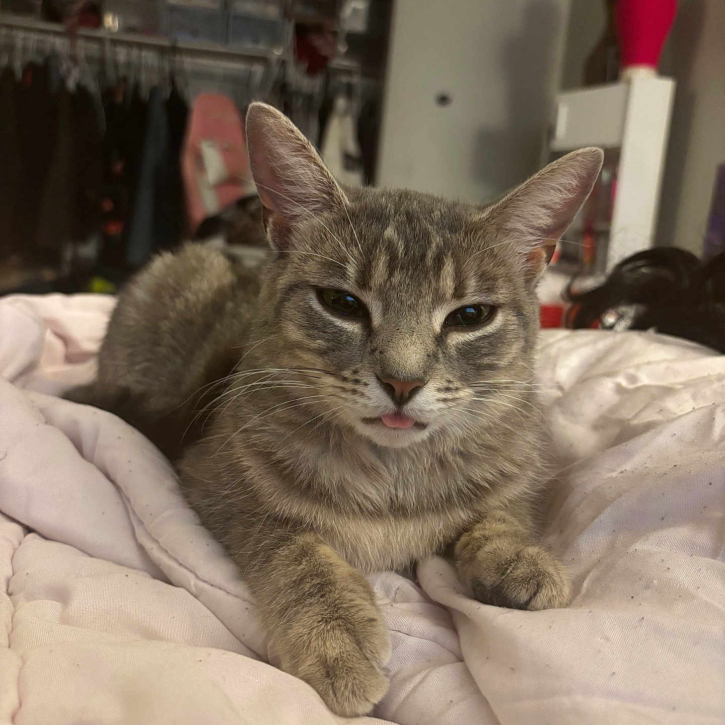 Bean is registered to the contest to win money with this photo: cat, tabby_cat, pet, animal, indoor, bed, blanket, fur, whiskers, tongue, cute, relaxed, cozy, home, feline, ears, paws, sleepy, messy_room, domestic