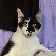 Oreo joined the competition — help win amazing prizes! cat, feline, black_and_white, bicolor, pet, domestic_cat, yellow_eyes, whiskers, ears, fur, portrait, close_up, indoor, bedding, curtain, relaxed, sitting, facial_markings, cute, nose_mark