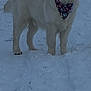 Atchoum participe au concours pour gagner de l'argent avec cette photo : dog, golden_retriever, snow, winter, bandana, paw_prints, outdoor, pet, animal, canine, fur, standing, mammal, cold, playful, winter_clothes, nature, companion, friendly, adorable