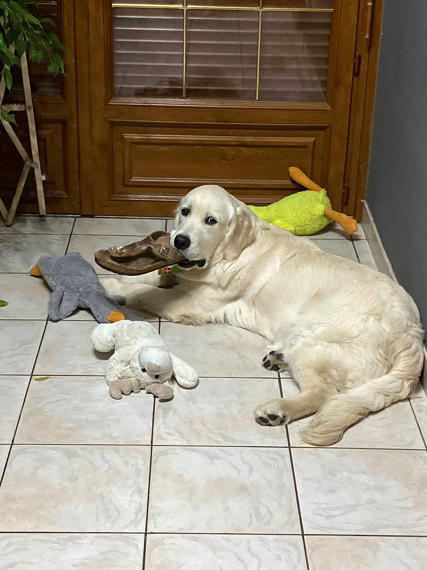 Atchoum a rejoint le concours — aidez-le/la à gagner de superbes lots ! animal, cute, dog, domestic, door, floor_tile, fur, home, indoor, laying_down, mouth_holding, paw, pet, plant, plush_toy, resting, sandal, toy, white_dog, wooden_door