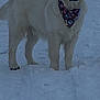 dog, snow, bandana, white_dog, outdoor, winter, pet, animal, canine, fur, standing, cold, nature, mammal, playful, friendly, portrait, daylight, cute, companion