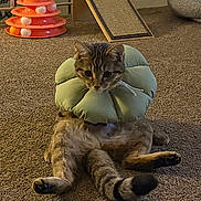 Missy is registered to the contest to win money with this photo: cat, tabby, pet, indoor, carpet, collar, inflatable_collar, toy, scratching_post, relaxed, animal, feline, playful, floor, home, cute, sitting, paw, ears, whiskers