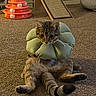 cat, tabby, pet, indoor, carpet, collar, inflatable_collar, toy, scratching_post, relaxed, animal, feline, playful, floor, home, cute, sitting, paw, ears, whiskers