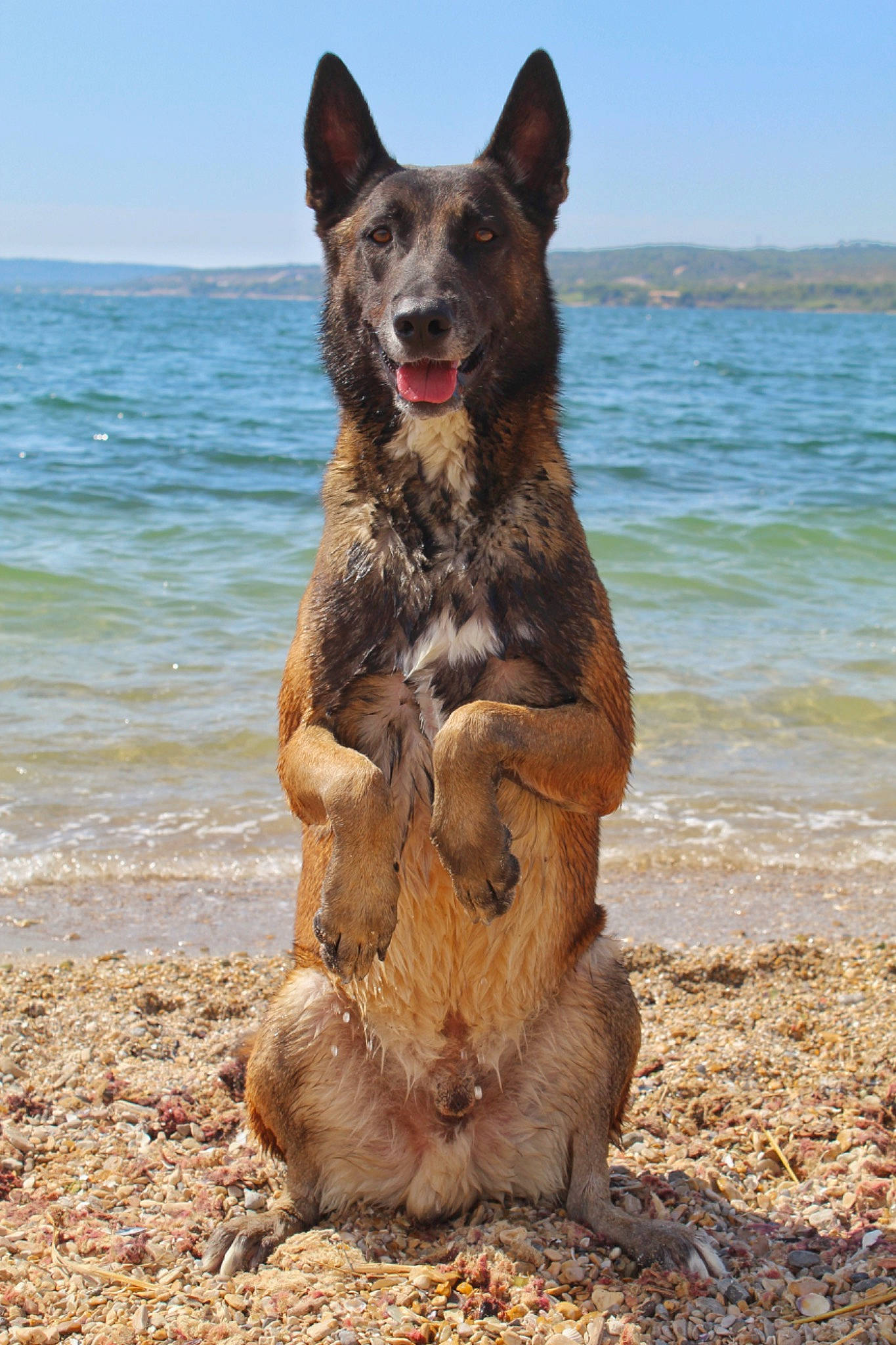 Raïko a rejoint le concours — aidez-le/la à gagner de superbes lots ! beach, canidae, carnivore, dog, dog_breed, dog_supply, hunting_dog, lake, liquid, liver, ocean, sky, snout, sporting_group, terrestrial_animal, water, wildlife, working_animal, working_dog