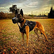Raïko a rejoint le concours — aidez-le/la à gagner de superbes lots ! dog, belgian_malinois, muzzle, harness, field, grass, dry_leaves, trees, cloudy_sky, outdoor, animal, canine, alert, standing, nature, autumn, park, pet, guard_dog, brown