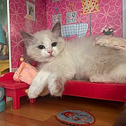 Anouchka a rejoint le concours — aidez-le/la à gagner de superbes lots ! kitten, cat, fluffy, bed, toy, dollhouse, miniature, pink_wallpaper, red_bed, lamp, floor, pillow, cute, pet, indoor, animal, relaxed, feline, cozy, small