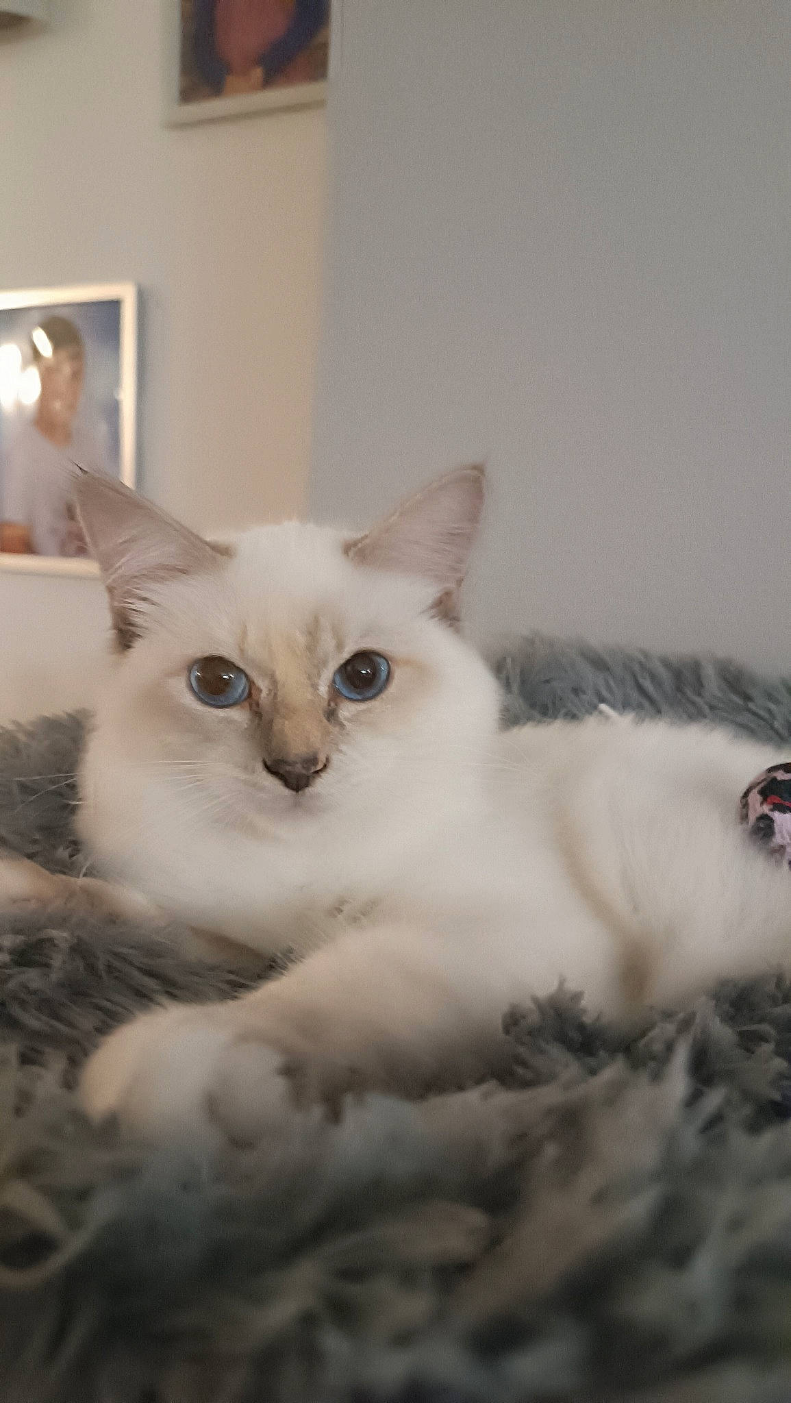 Utopie participe au concours pour gagner de l'argent avec cette photo : carnivore, cat, claw, comfort, domestic_short_haired_cat, fawn, felidae, fur, paw, picture_frame, small_to_medium_sized_cats, snout, tail, whiskers