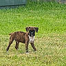 puppy, dog, brindle, grass, lawn, outdoor, pet, animal, fence, young_dog, playful, canine, alert, standing, nature, summer, collar, yard, sunlight, greenery