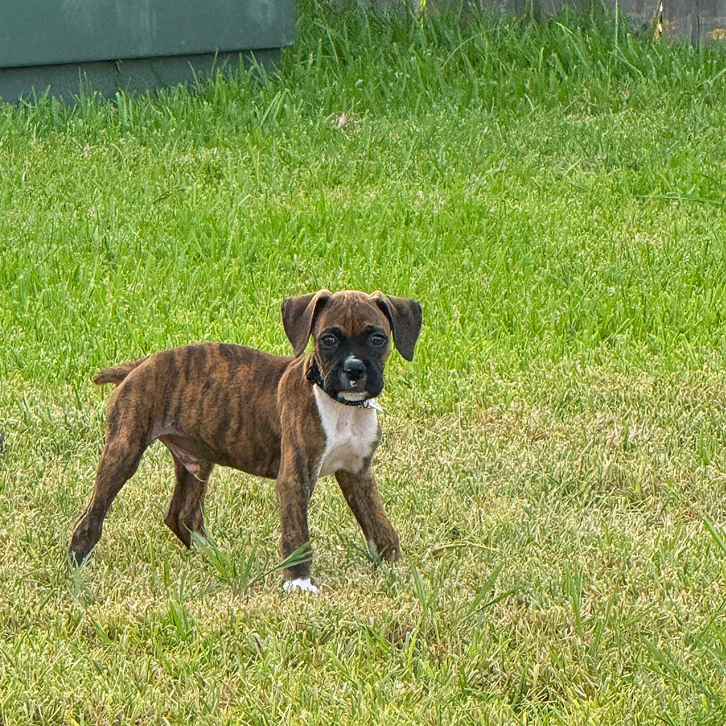 Max