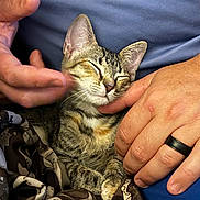 Willie is registered to the contest to win money with this photo: cat, kitten, tabby, pet, animal, hands, human, ring, blanket, fabric, comfort, snuggling, relaxation, closeup, indoor, feline, sleepy, cute, touch, affection