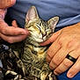 cat, kitten, tabby, pet, animal, hands, human, ring, blanket, fabric, comfort, snuggling, relaxation, closeup, indoor, feline, sleepy, cute, touch, affection