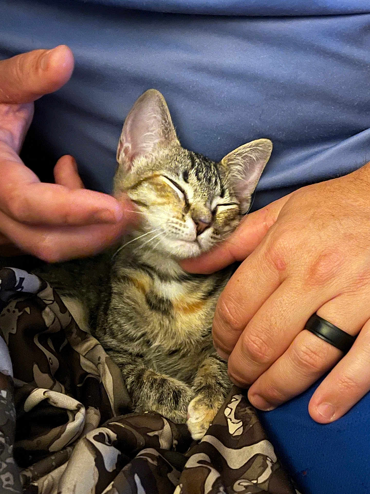Willie is registered to the contest to win money with this photo: cat, kitten, tabby, pet, animal, hands, human, ring, blanket, fabric, comfort, snuggling, relaxation, closeup, indoor, feline, sleepy, cute, touch, affection