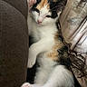 cat, kitten, calico, pet, animal, feline, sleepy, relaxed, lying_down, white_fur, black_fur, orange_fur, pink_paws, toe_beans, raised_paw, couch, cushion, indoors, closeup, cute