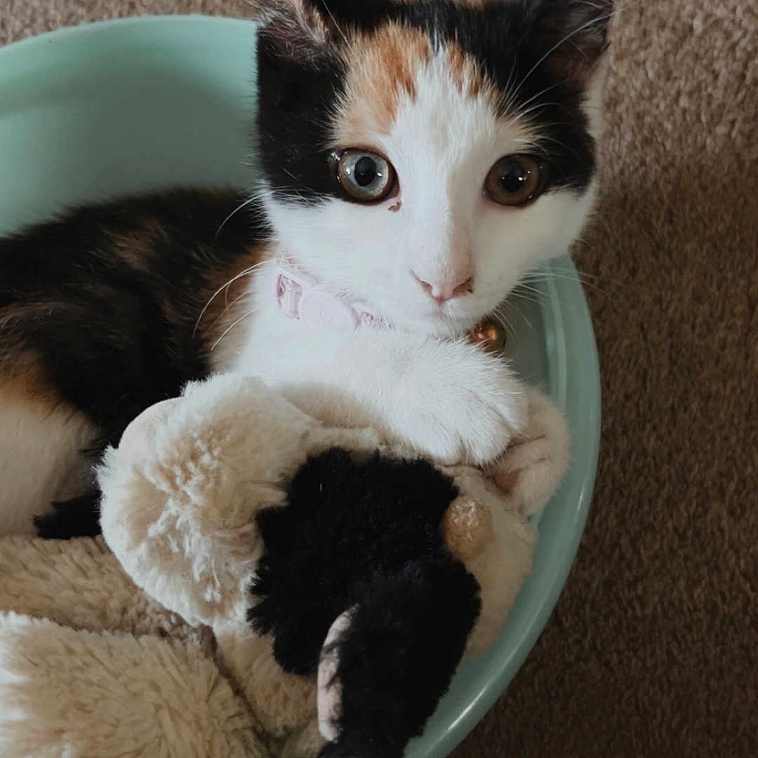 Willow